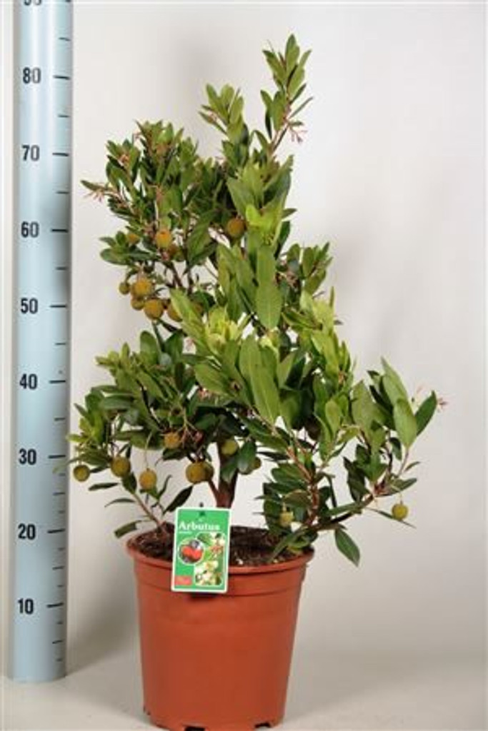 Large Arbutus Unedo