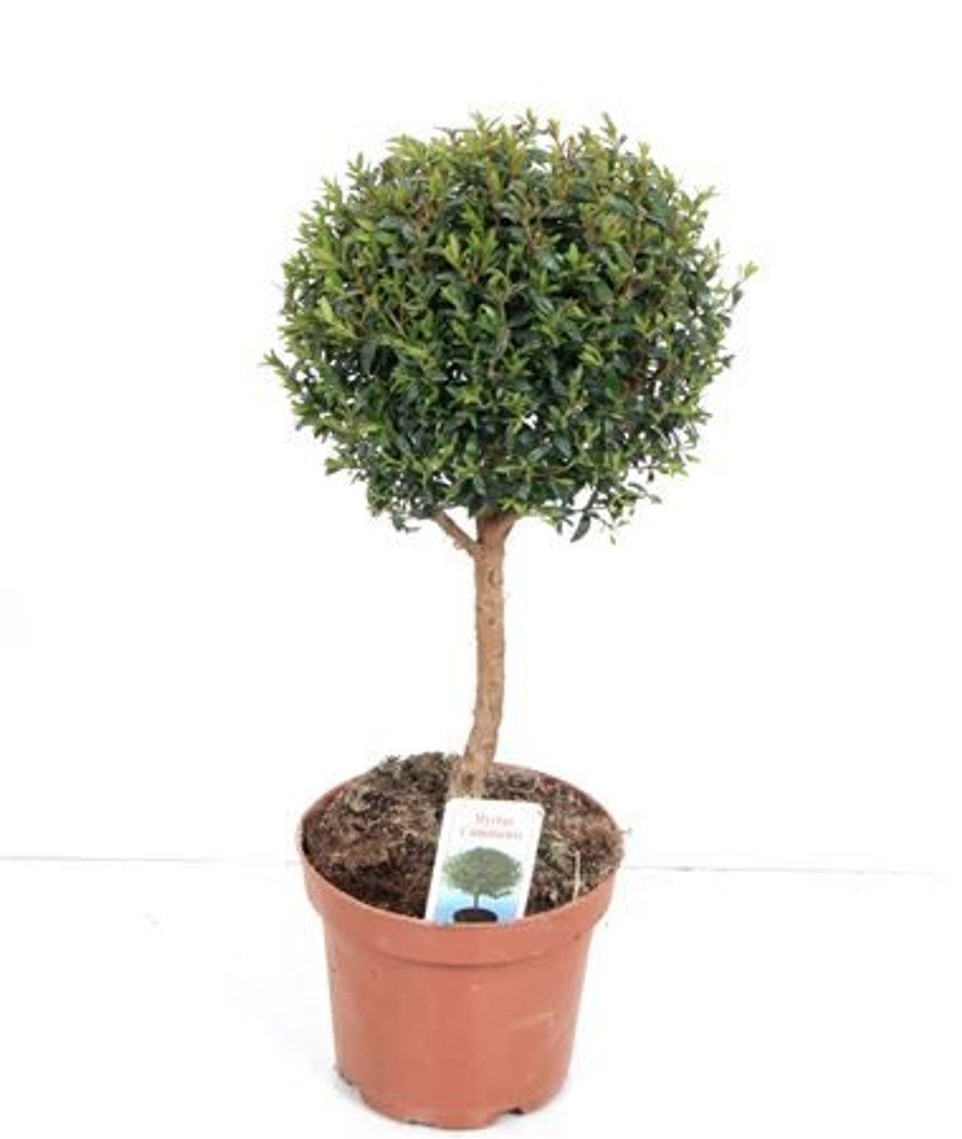 Myrtus stem plant- small tree-like evergreen shrub