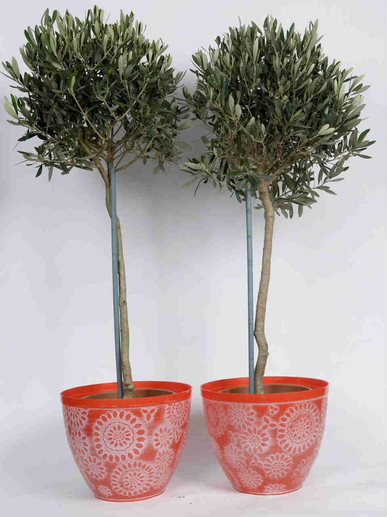 Red Floral Pot with Olives