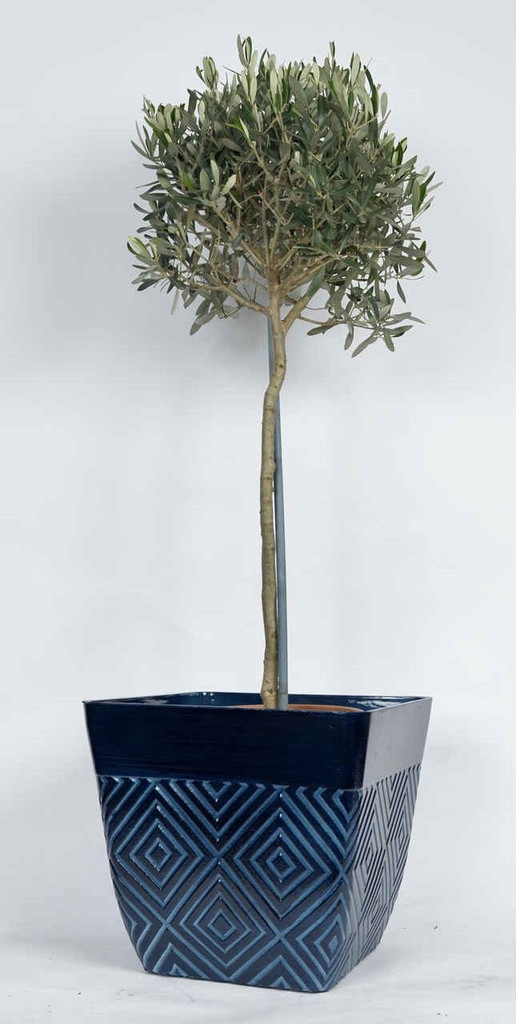 Blue Square Mosaic Pot with Olives