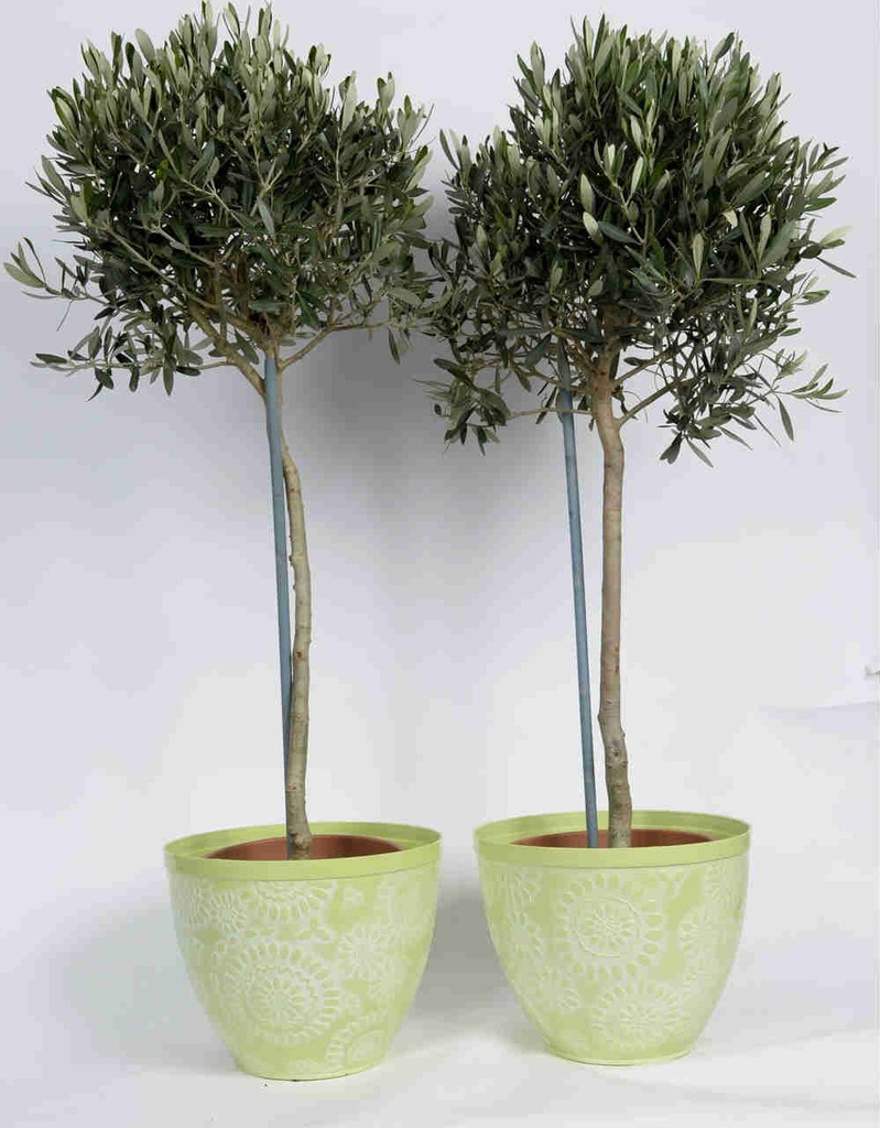 Light Green Floral pot with Olives