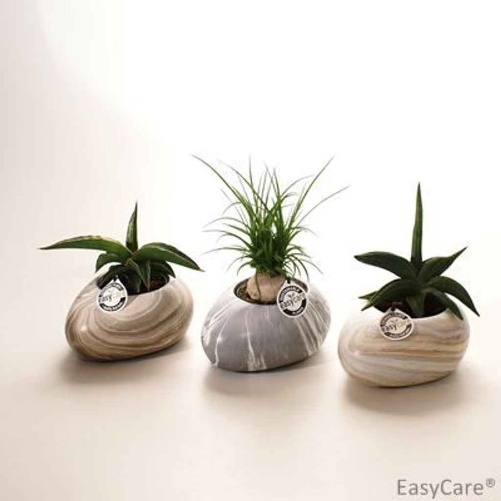 Large stone succulent