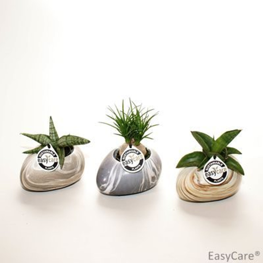 Small Stone Succulent