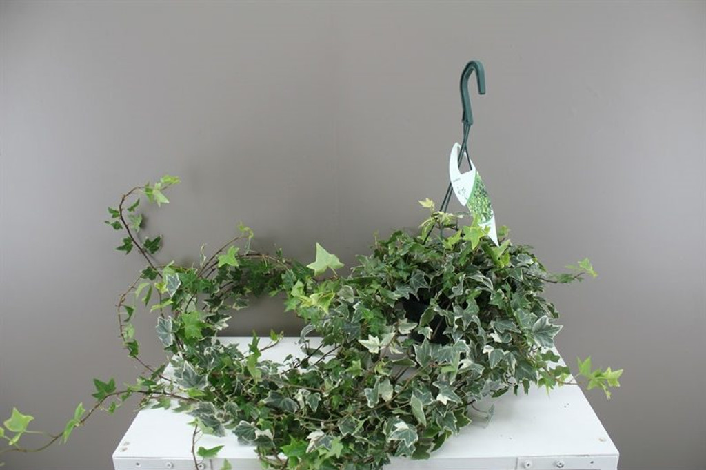 Ivy hanging Basket