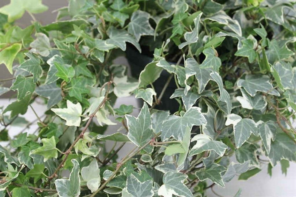 Hedera Eva