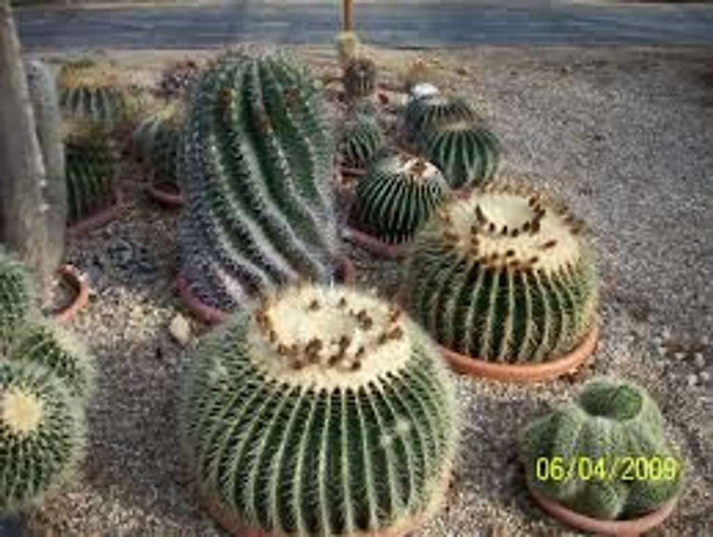 E. Grusonii cactus