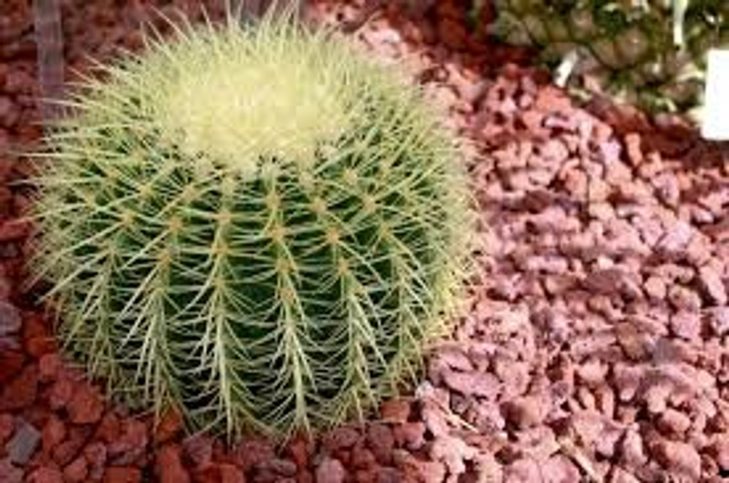 Inspiration of mother in law cactus