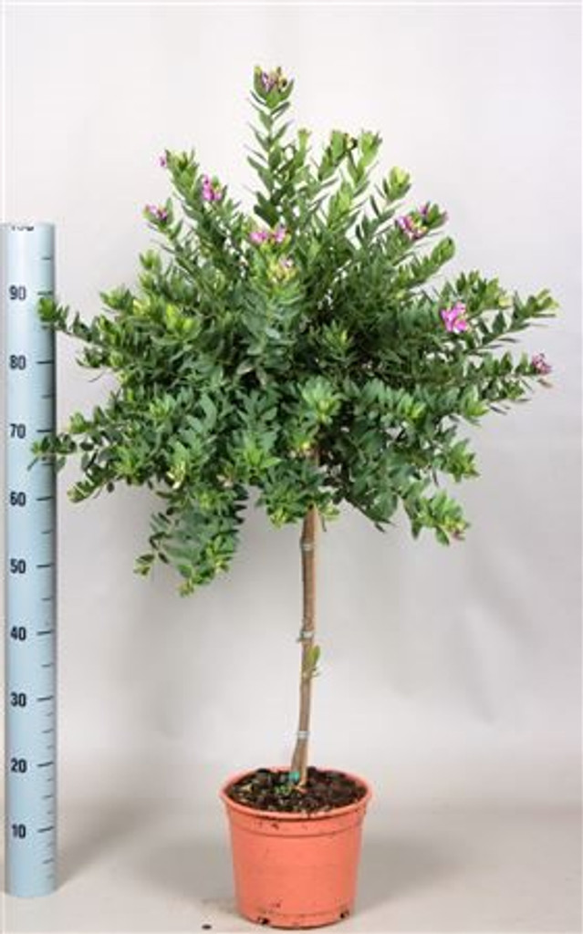 Large polygala sweet pea tree