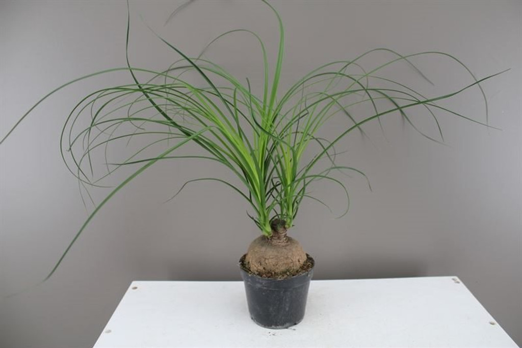 Ponytail Palm Ballshaped
