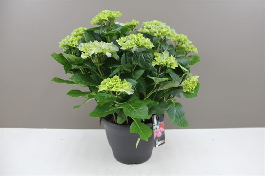 Blue French Hydrangea