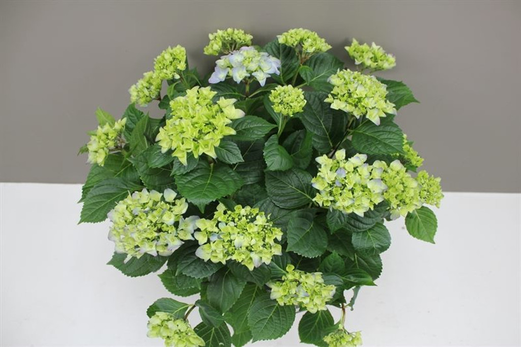 Blue Macrophylla Hydrangea