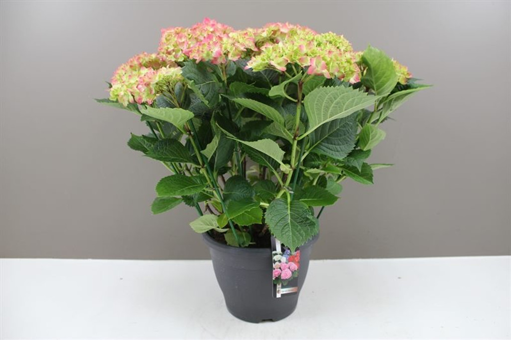 Pink Hydrangea