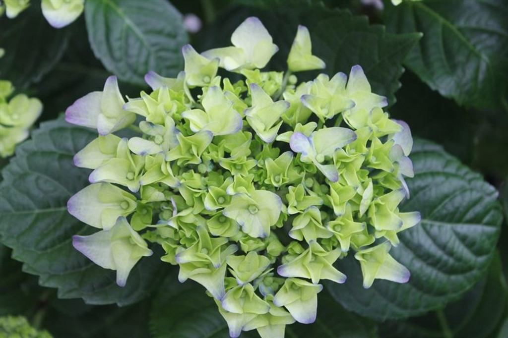 Blue Hydrangea