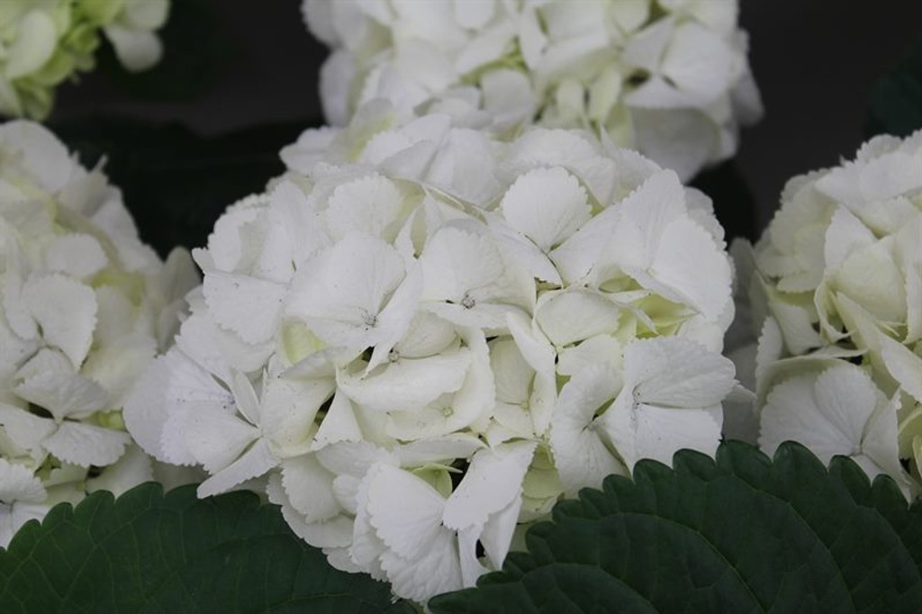 White French Hydrangea