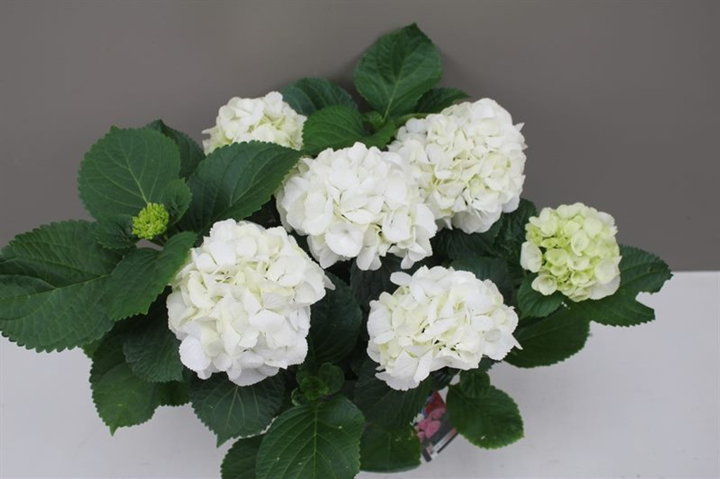 White Hydrangea Macrophylla