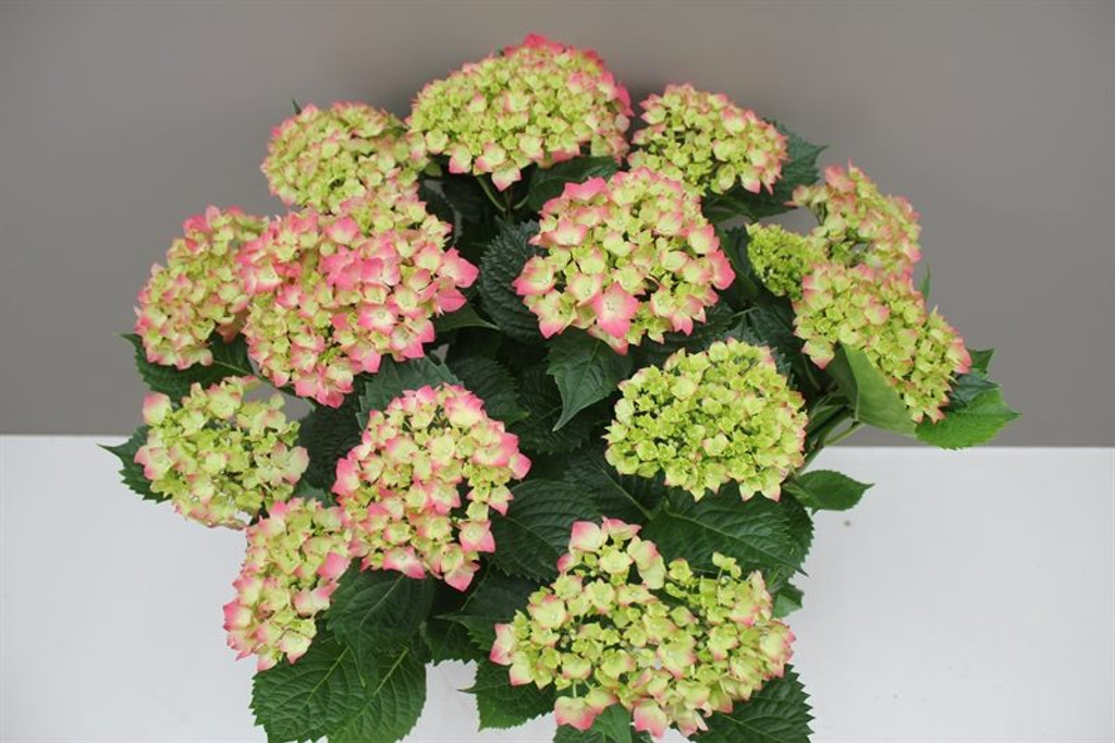 Pink Hydrangea
