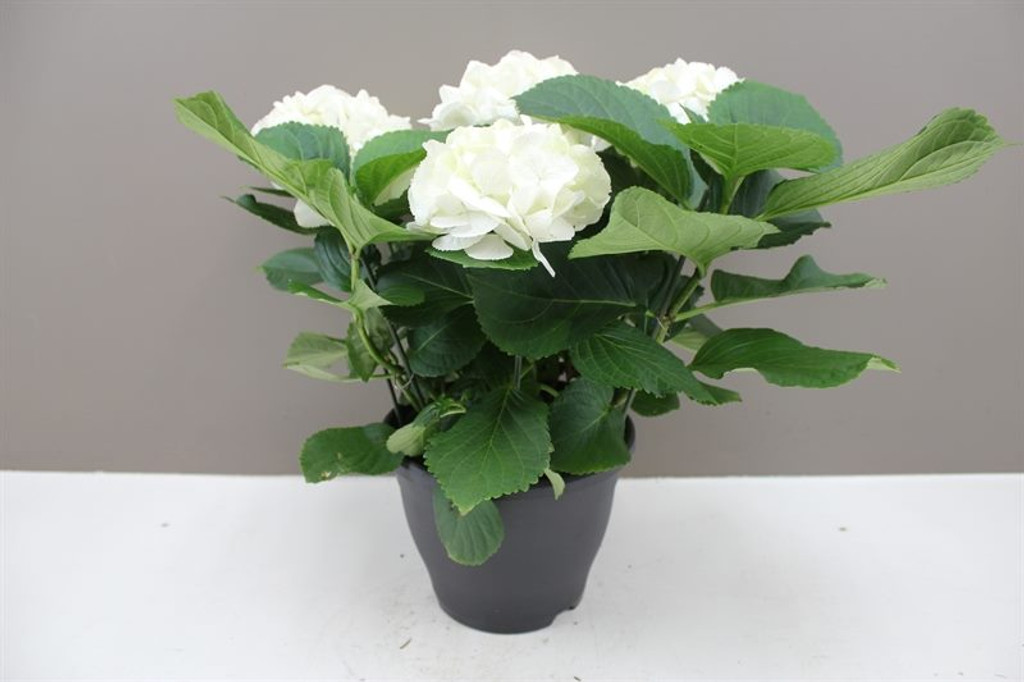 White Hydrangea
