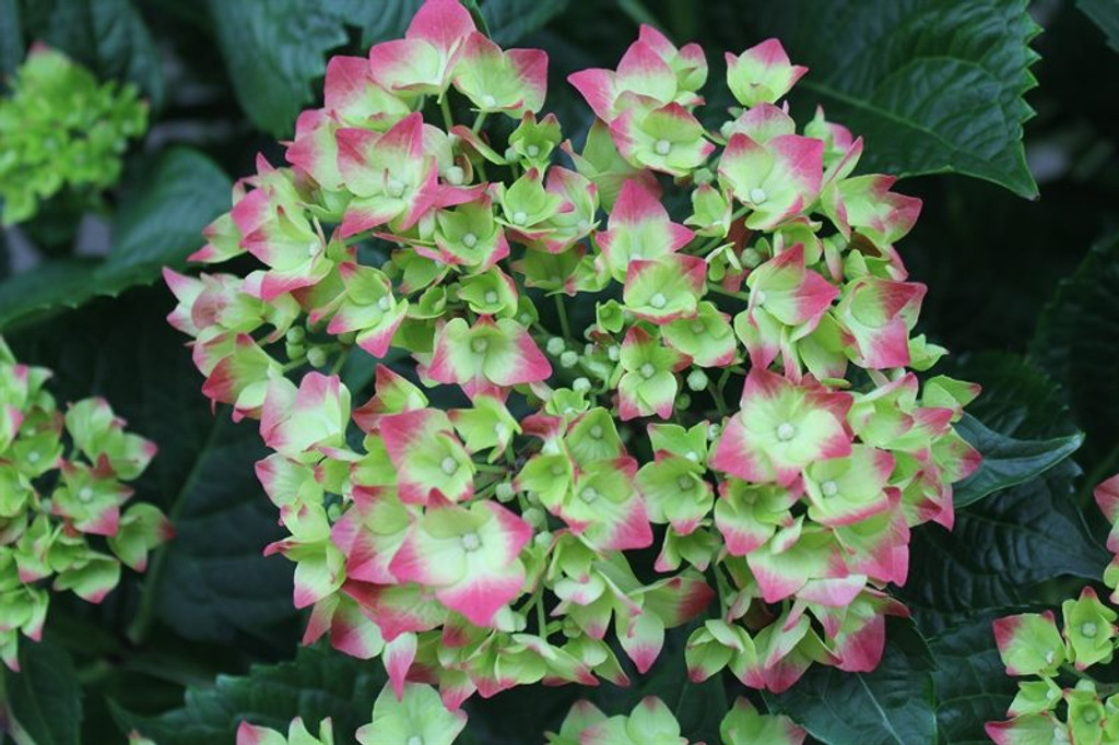 French Hydrangea