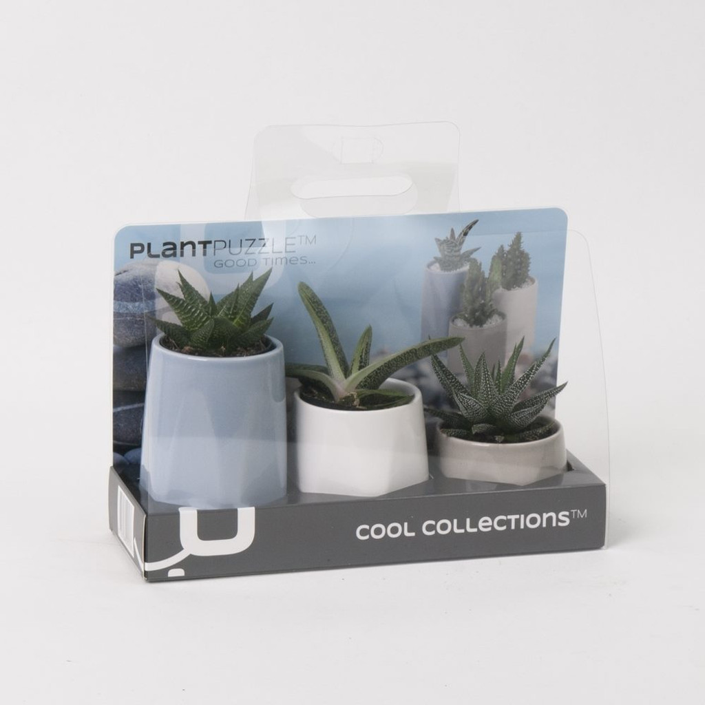 Ceramic Good Times Succulents