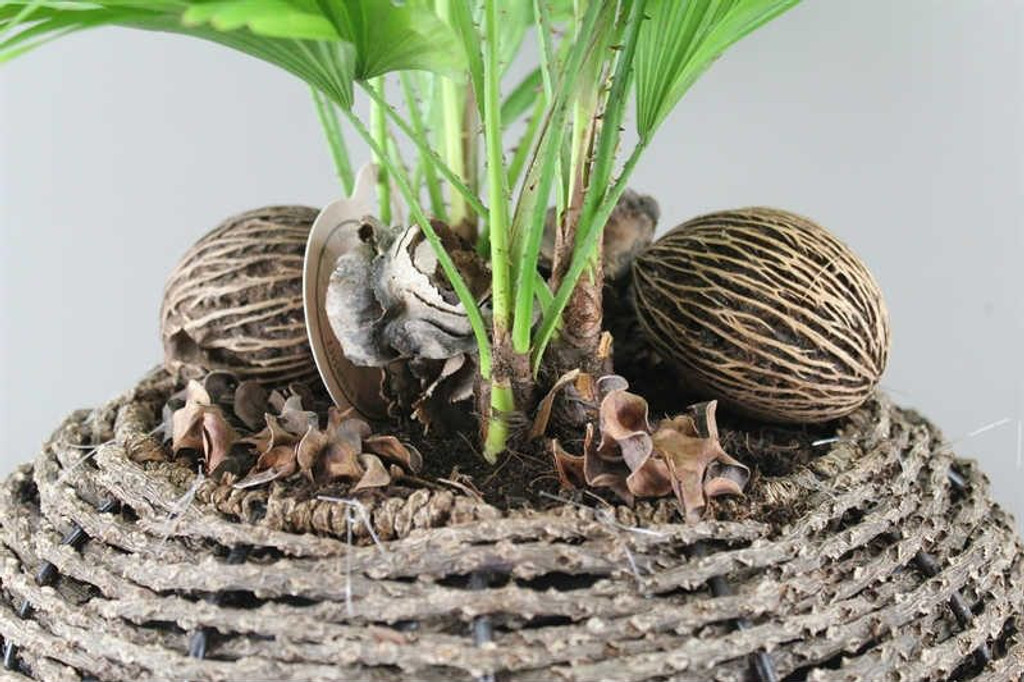 Tropical footstool palm