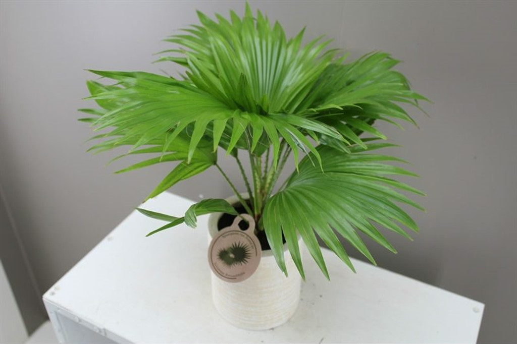 Footstool Palm gift
