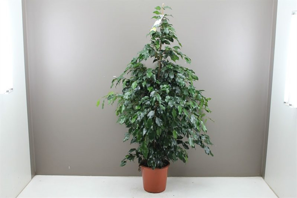Weeping fig