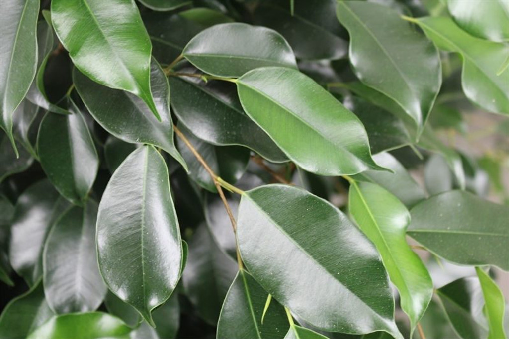 Ficus Benj Danielle
