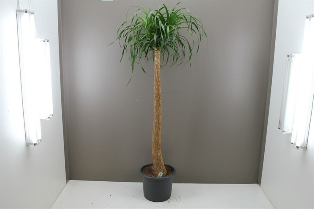 Ponytail Palm Tree