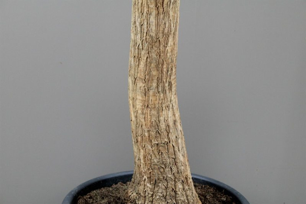 Beaucarnea stem 120 cm