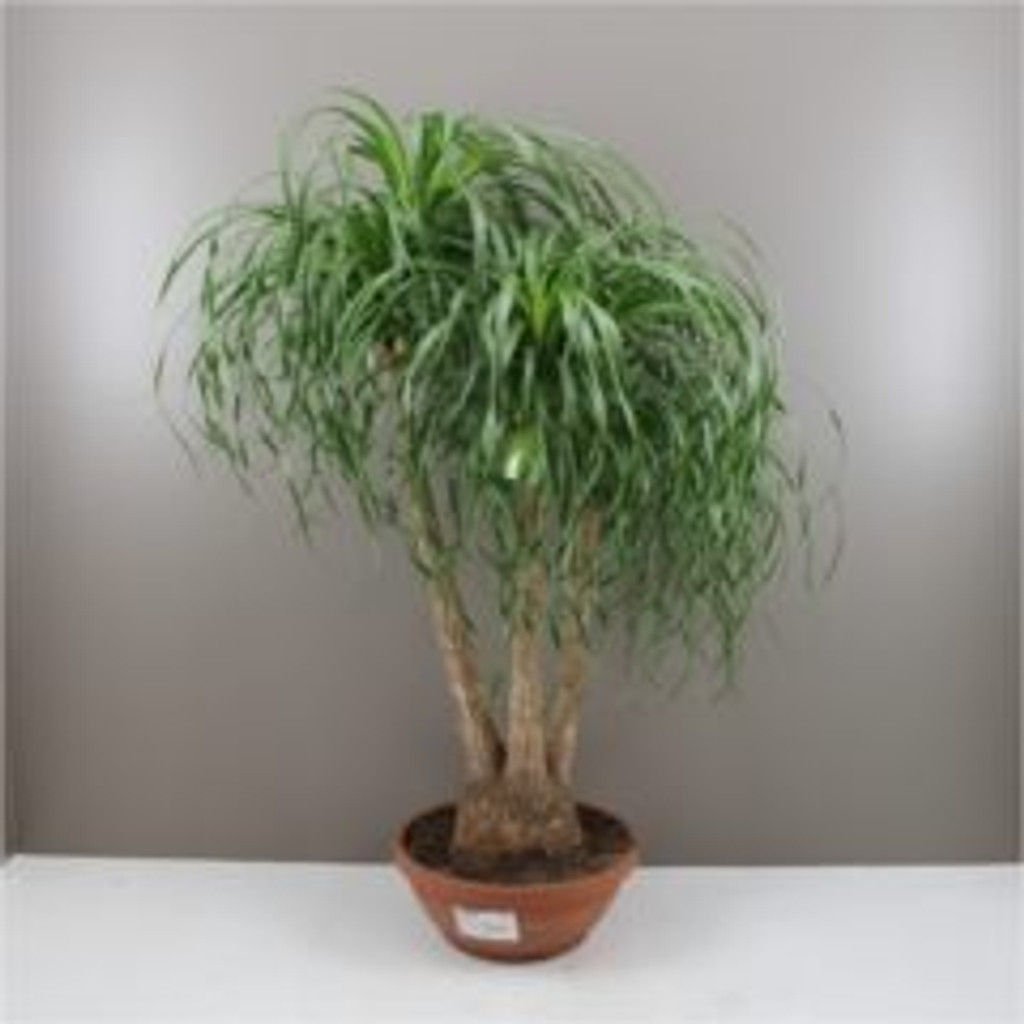 150cm ponytail palm