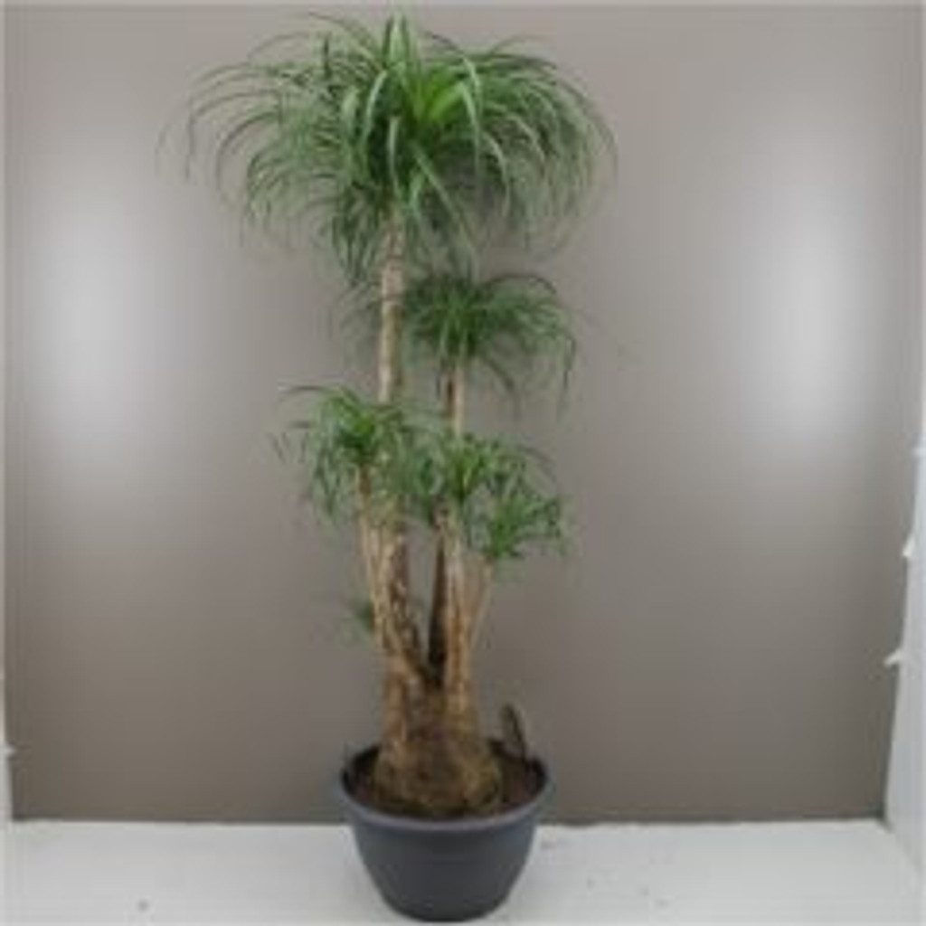 160cm nolina palm