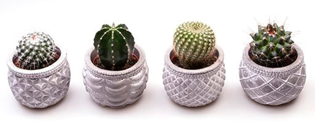 Concrete Cactus