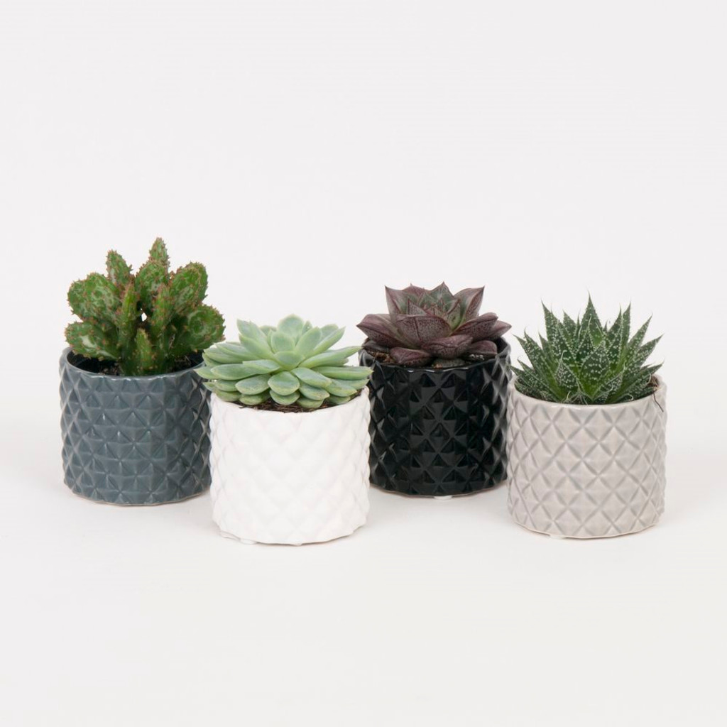 Jewellery patterned Succulents