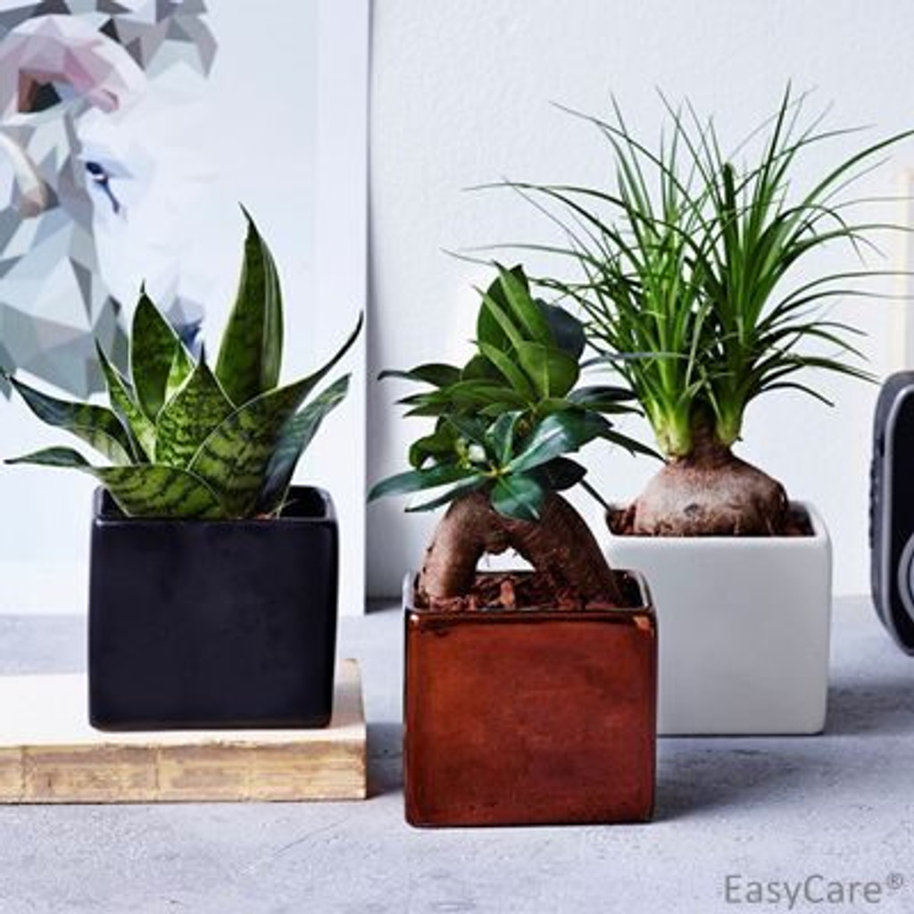 Cube mix succulents