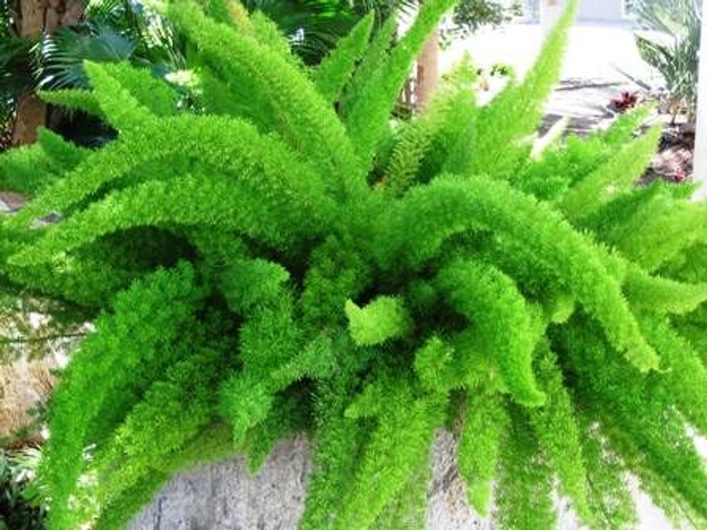 Foxtail fern leaves
