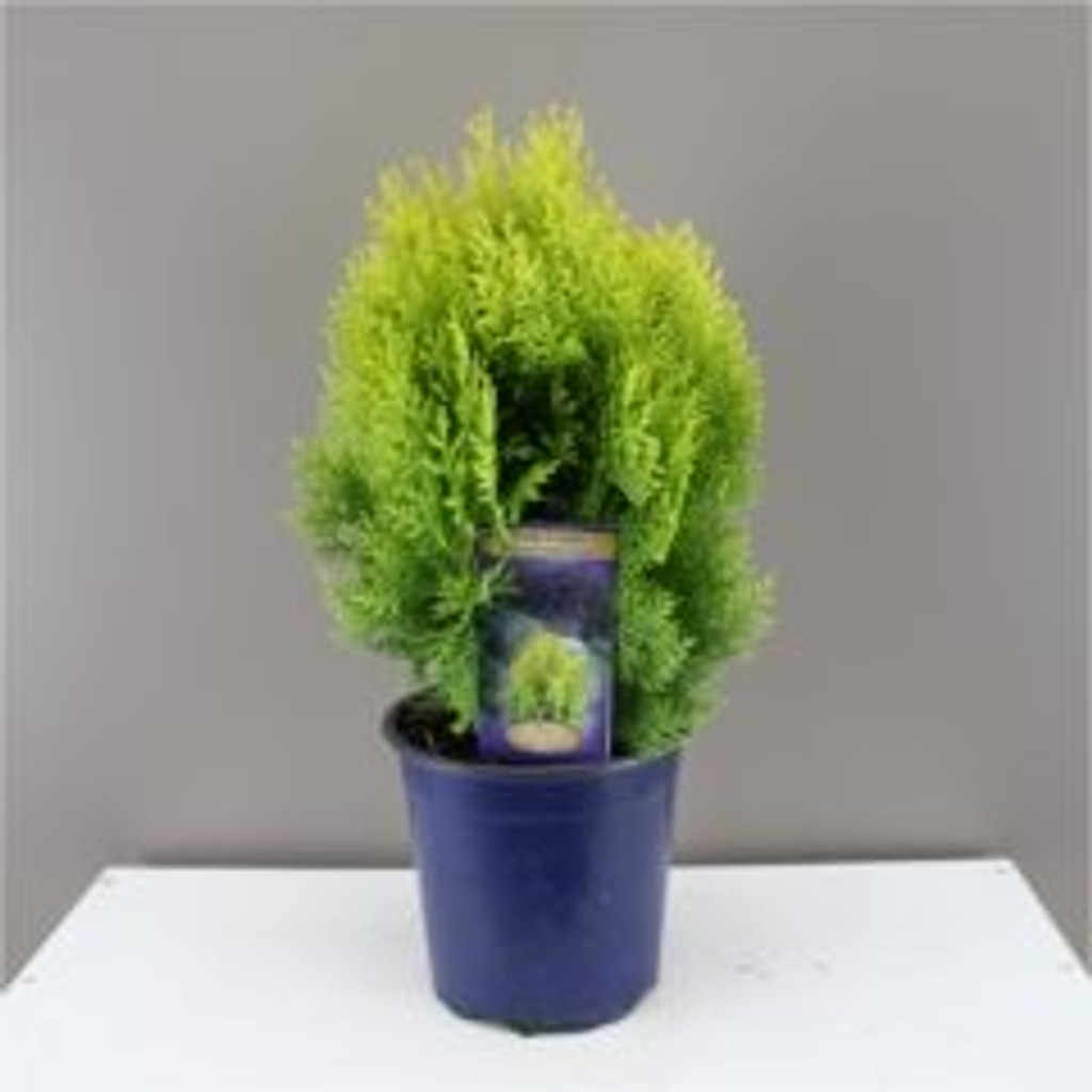Thuja Orientalis 'Aurea Nana'