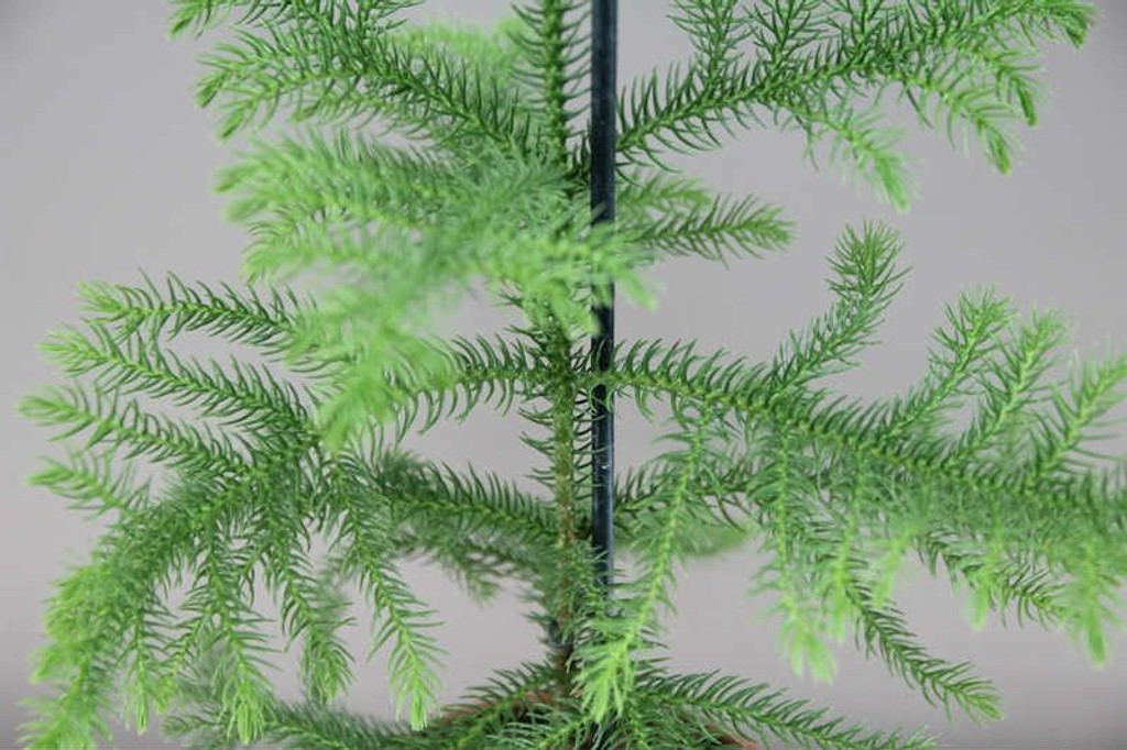 Araucaria heterophylla leaves
