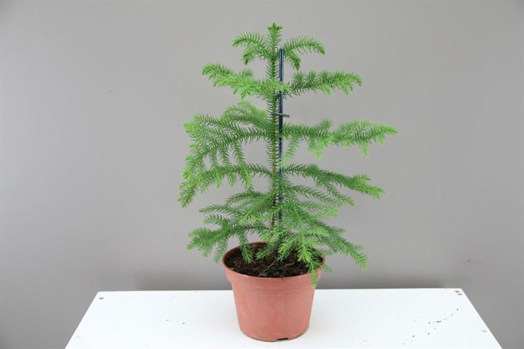 Norfolk Island Pine