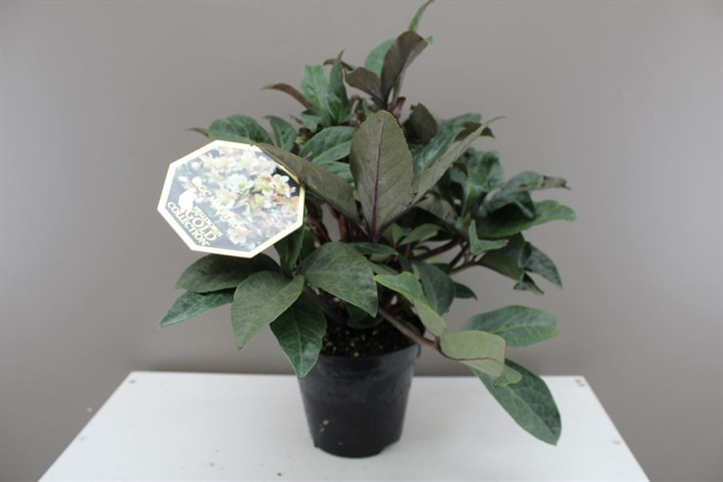 Deluxe Helleborus HGC Maestro - Flowering plant - Lovely gift - Ideal for any occasion - Christmas rose - 35cm