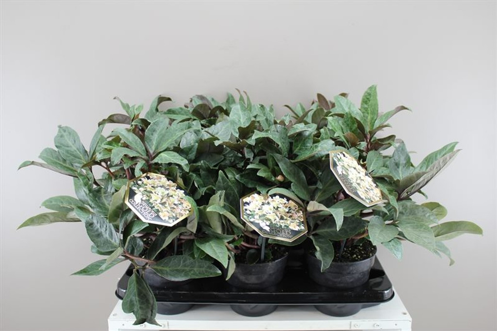 Deluxe Helleborus HGC Maestro - Flowering plant - Lovely gift - Ideal for any occasion - Christmas rose - 35cm