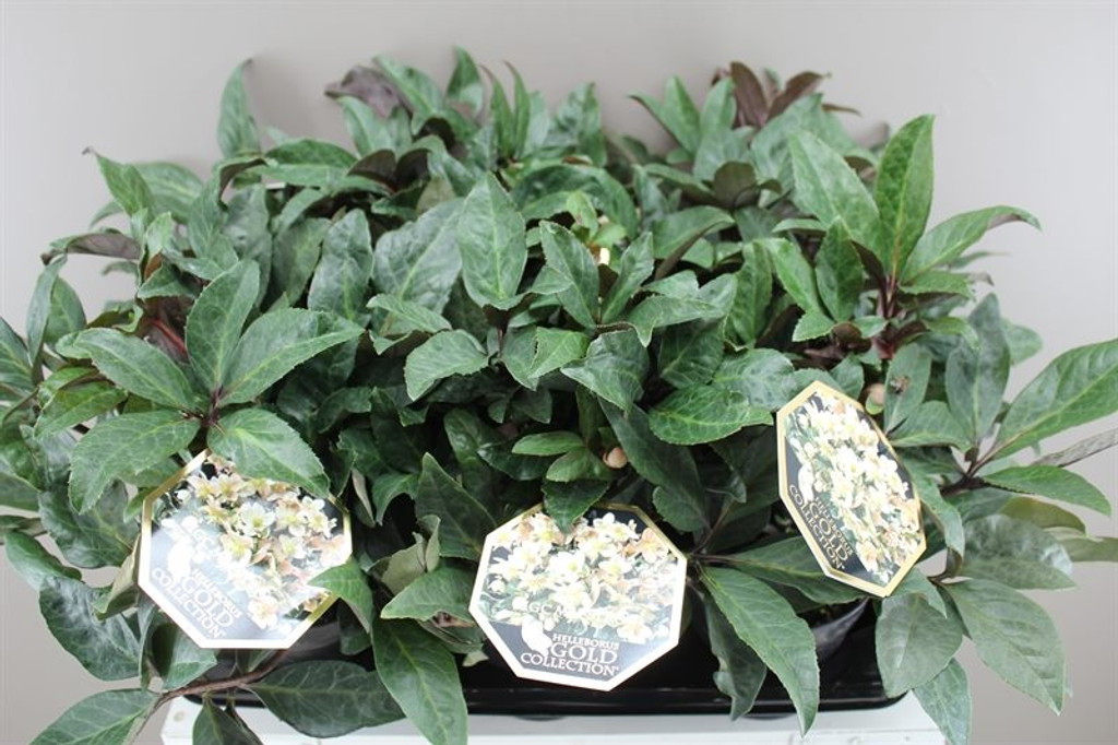 Deluxe Helleborus HGC Maestro - Flowering plant - Lovely gift - Ideal for any occasion - Christmas rose - 35cm