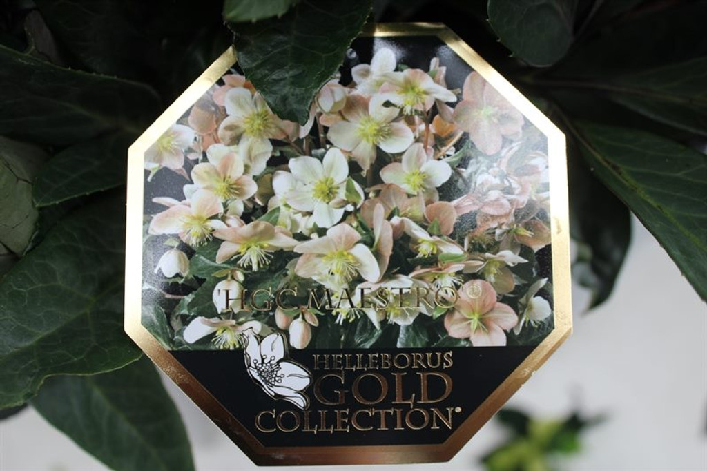 Deluxe Helleborus HGC Maestro - Flowering plant - Lovely gift - Ideal for any occasion - Christmas rose - 35cm