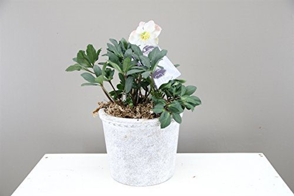 Luxury "Christmas Rose" Gift - Potted plant with Pot - Lenten Rose - Helleborus Christmas Carol. (Large Concrete)