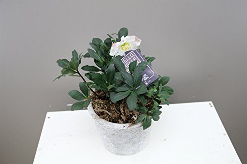 Luxury "Christmas Rose" Gift - Potted plant with Pot - Lenten Rose - Helleborus Christmas Carol. (Large Concrete)