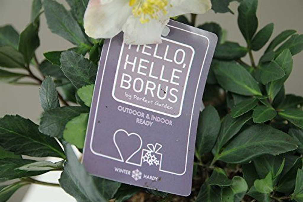 Luxury "Christmas Rose" Gift - Potted plant with Pot - Lenten Rose - Helleborus Christmas Carol. (Large Concrete)