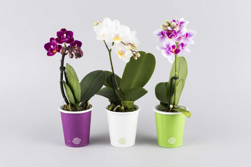 Mini Orchid