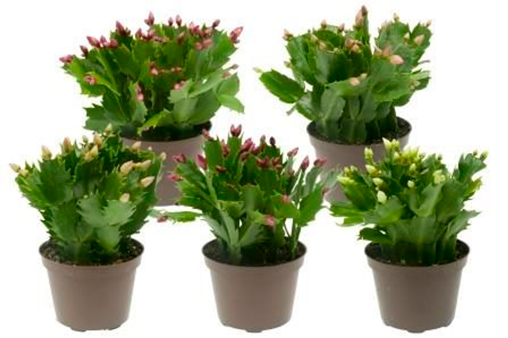Christmas Cactus Hybrid