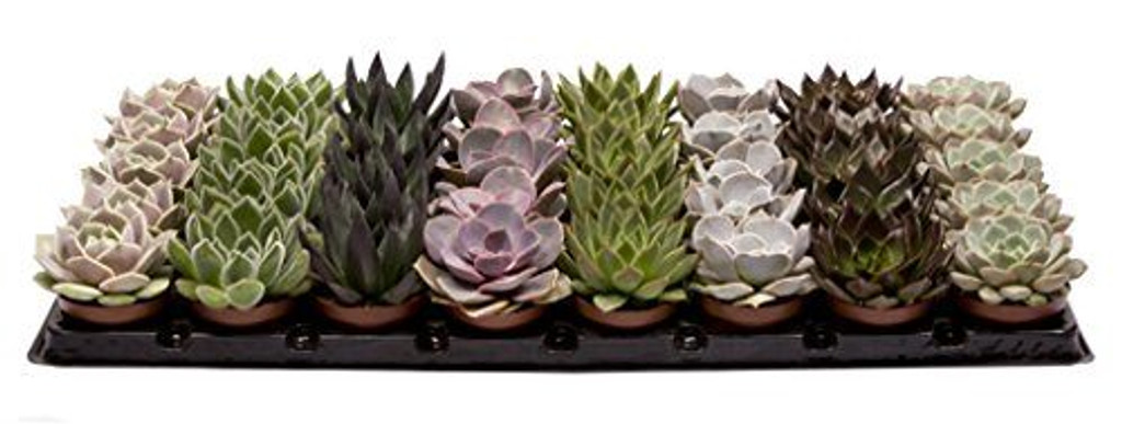 Set of 8 Echeveria Hybrid Succulent