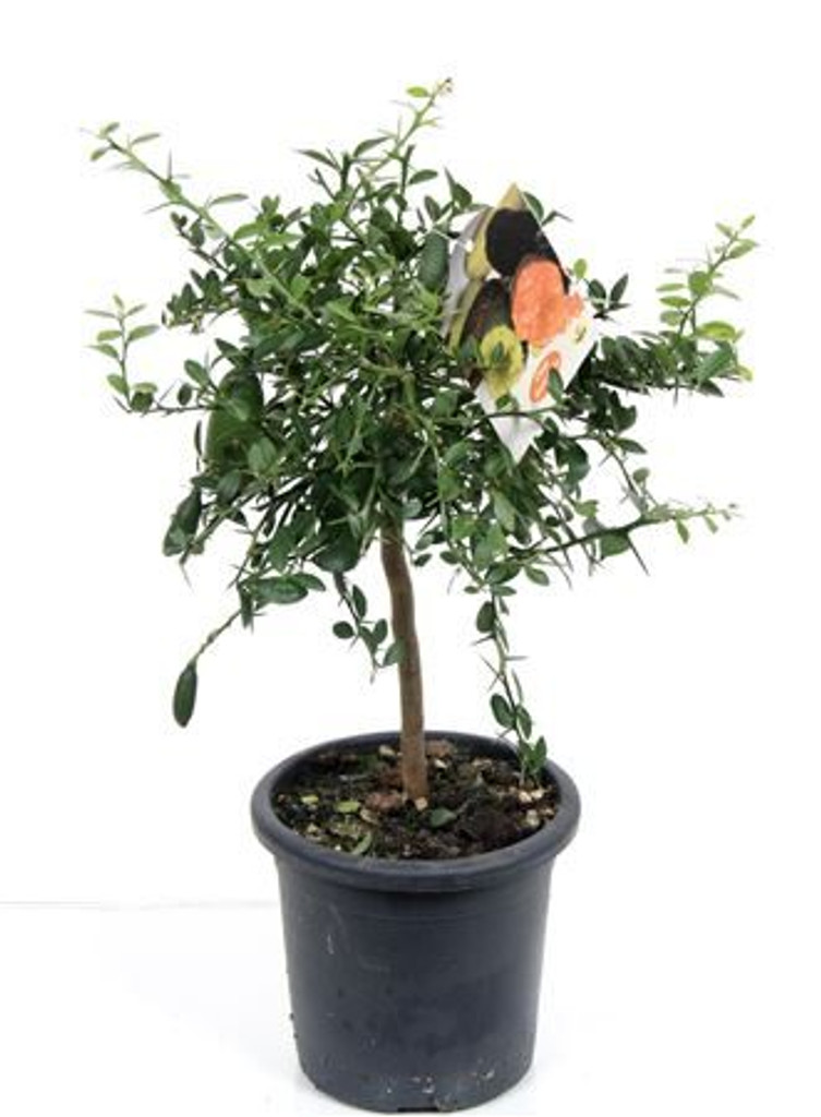 Citrus Lime 'Finger' Tree – Unique Caviar Limes Delightfully Decorative Quaint Feature for your Home