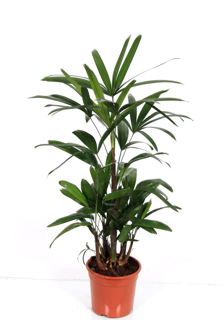 Indoor Lady Palm " Rhapis Excelsa " 85cm pot 17 . plant as supplied .
One of the most beautiful indoor plants , Dark green leaves , very easy to grow.